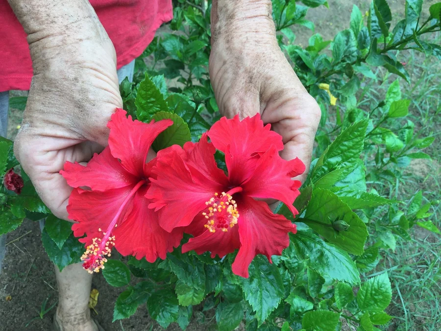 chinese hibiscus blooming